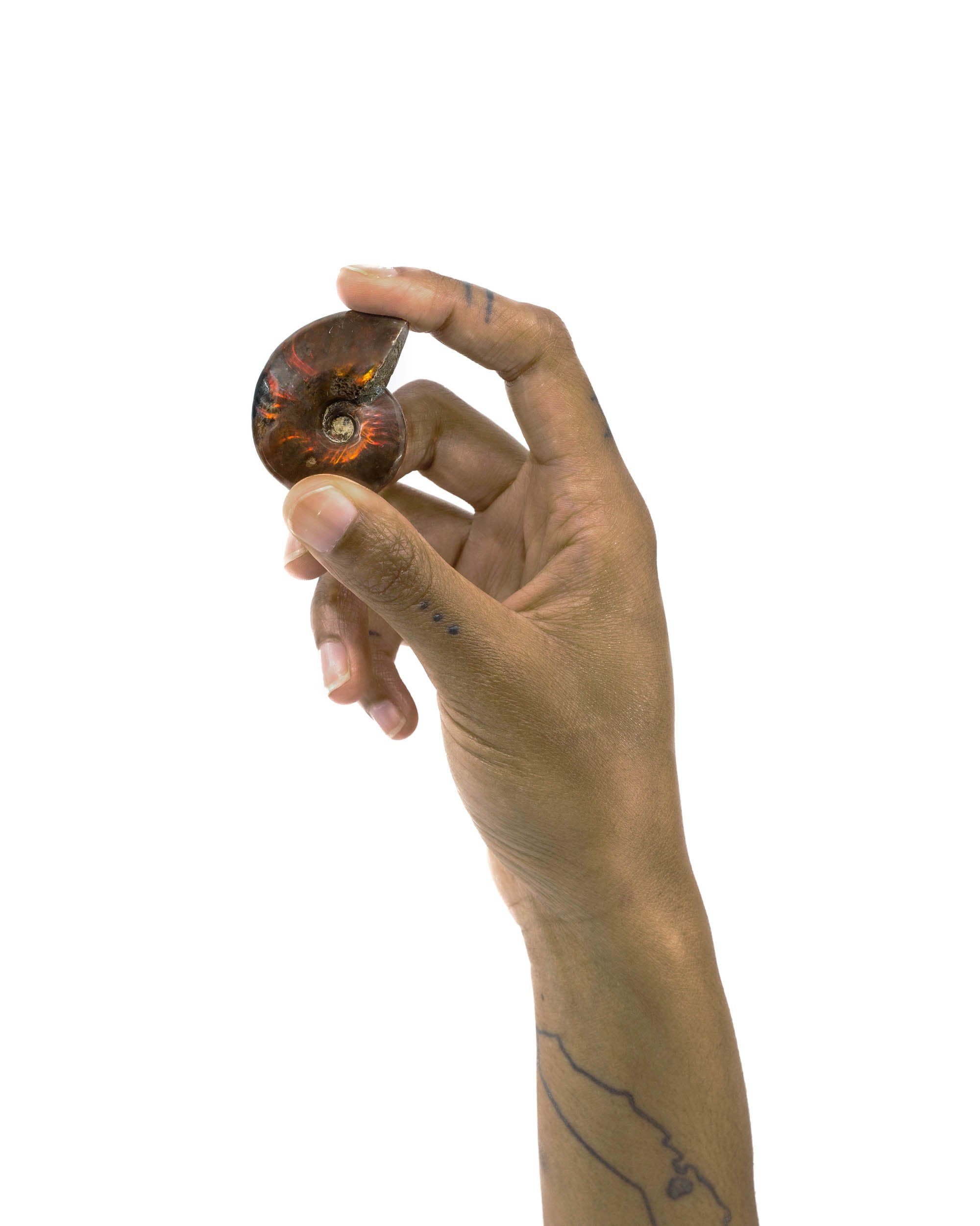 Red Flash Ammonite