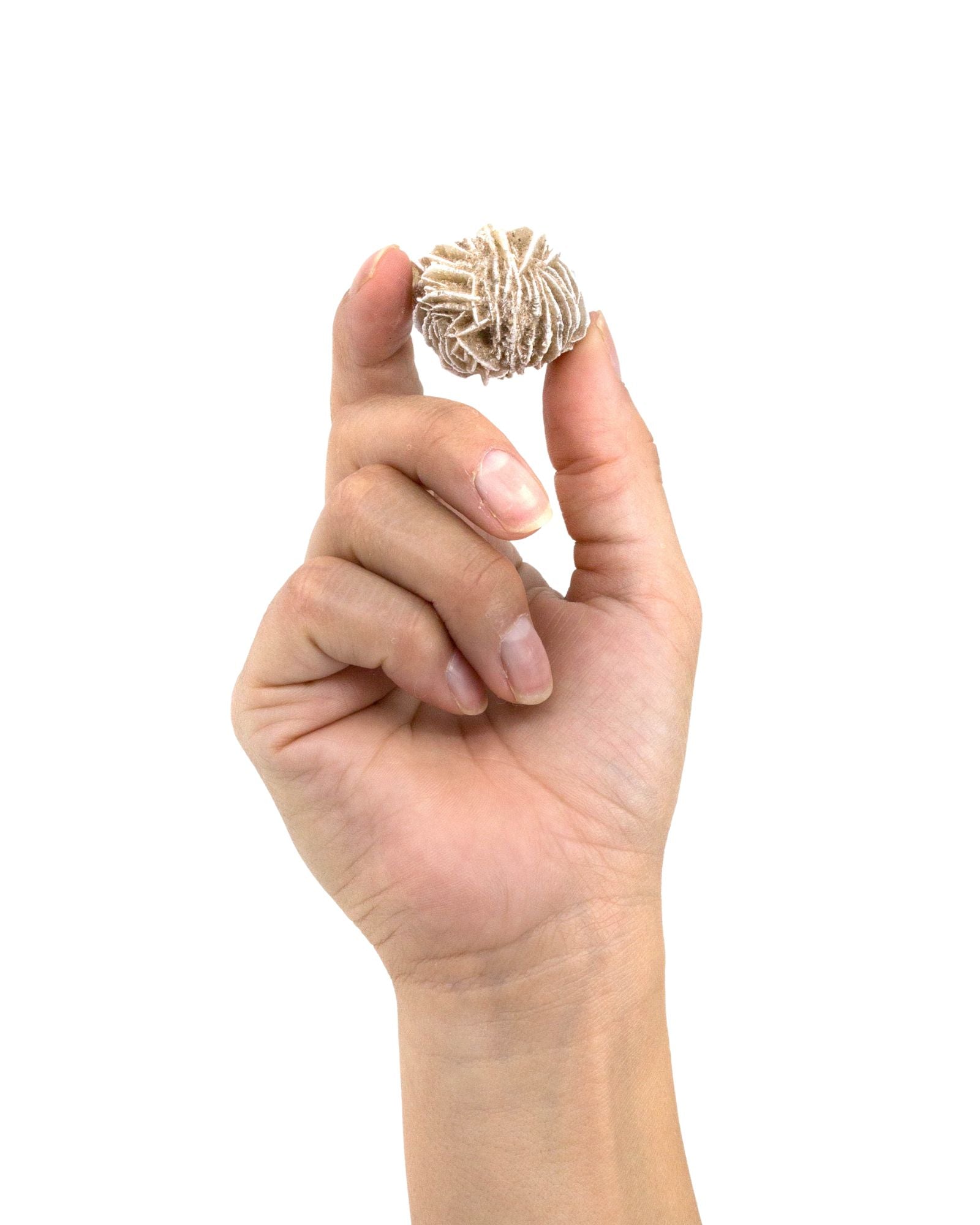 Desert Rose Selenite